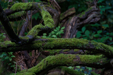 old tangled tree branches covered with moss