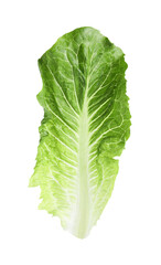 Fresh leaf of green romaine lettuce isolated on white