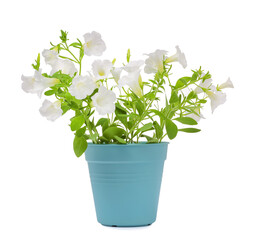 Naklejka na ściany i meble Beautiful petunia flowers in light blue pot isolated on white