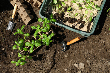 Beautiful seedlings in container and crate prepared for transplanting on ground outdoors, flat lay