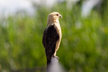 Portrait of a beautiful bird of prey (Haliaeetus leucocephalus)