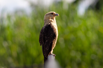 Portrait of a beautiful bird of prey (Haliaeetus leucocephalus)