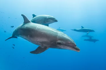 Foto op Plexiglas Bottlenose dolphin, French Polynesia © Tropicalens