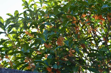 甘い香りの金木犀（キンモクセイ）