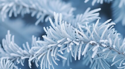 Snow-covered pine needles with detailed frosty patterns.