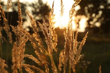 Beautiful view of reed grass growing in meadow at sunset