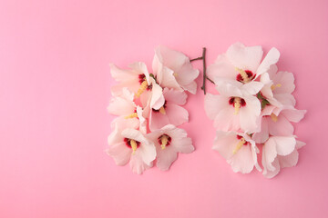 Fototapeta na wymiar Human lungs made of white flowers on pink background, flat lay. Space for text