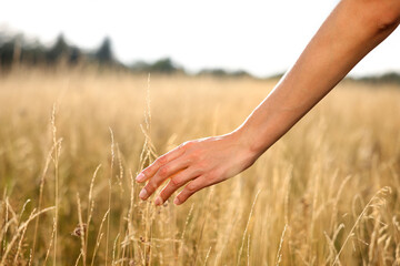 Feeling freedom. Woman walking through meadow and touching reed grass, closeup