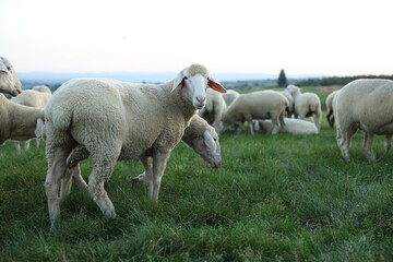 Cute sheep grazing on green pasture. Farm animals