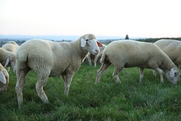 Fototapeta premium Cute sheep grazing on green pasture. Farm animals