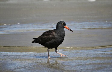 Juvenile Black Oystercatcher (Haematopus bachmani) 