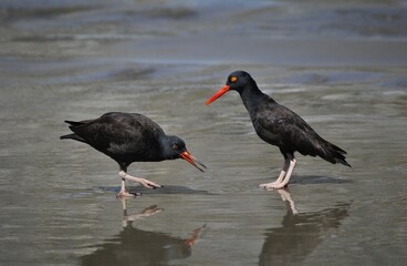 Juvenile Black Oystercatcher (Haematopus bachmani) begging from adult