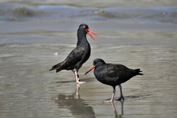 Juvenile Black Oystercatcher (Haematopus bachmani) begging from adult