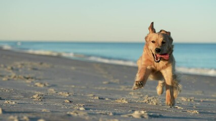 Golden Retriever Running on the Beach - Powered by Adobe