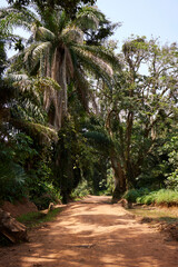 Dirt Road in Entebbe Botanical Gardens 