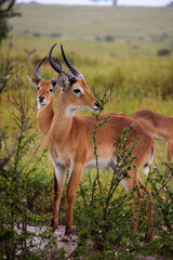 African Antelope Kobs in Tall Grass