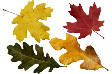collection colorful autumn leaves of deciduous trees. Maple, oak. Isolated on white.