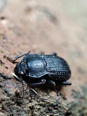 stag beetle on the ground