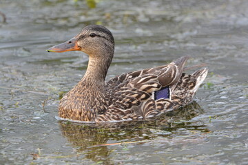 duck on the lake