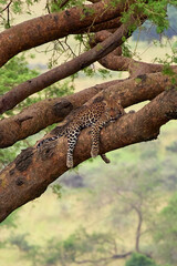 Sleeping Leopard Camouflaging in Tree