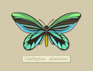 Butterfly ornithoptera alexandrae concept. Colorful and bright insect with wings. Educational material and infographic. Cartoon flat vector illustration isolated on beige background