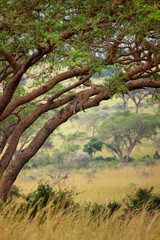 Obraz premium Sleeping Leopard Camouflaging in Tree