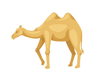Indian camel with saddle concept. Animal with traditional indian clothes. African culture and traditions. Poster or banner. Cartoon flat vector illustration isolated on white background