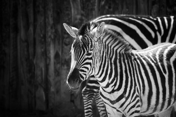Fototapeta na wymiar Zebra Deep in Thought