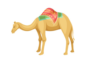 Indian camel with saddle concept. Animal with traditional indian clothes. Fauna and wild life. Sticker for social networks. Cartoon flat vector illustration isolated on white background