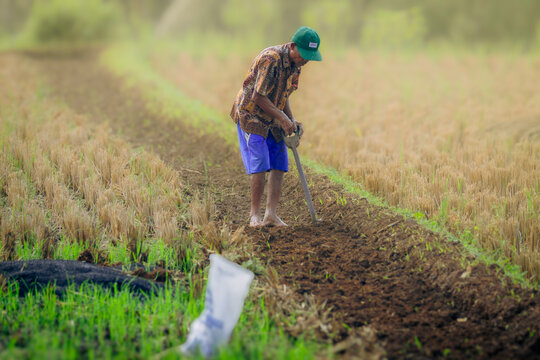 A farmer using a soil fork to dig the soil in the rice field (petani menggunakan garpu tanah untuk menggemburkan tanah di sawah) 