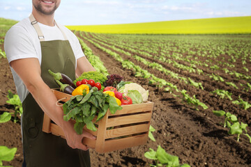 Harvesting season. Farmer holding wooden crate with crop in field, closeup