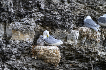 Black-Legged Kittiwake gulls nesting on a bird cliff at Kapp Waldberg, arctic expedition tourism...