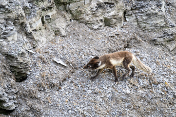 Artic fox kit hunting Black-Legged Kittiwake chicks on the ground below a bird cliff at Kapp Waldberg, arctic expedition tourism around Svalbard
