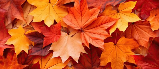 Naklejka na ściany i meble Vibrant autumn foliage backdrop outdoors with space for text