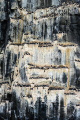 Brunnich's Guillemots nesting on bird cliffs on Mount Guillemot on Nordauslandet in the Hinlopen Straight, arctic tourism expedition around Svalbard

