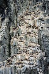 Brunnich's Guillemots nesting on bird cliffs on Mount Guillemot on Nordauslandet in the Hinlopen Straight, arctic tourism expedition around Svalbard
