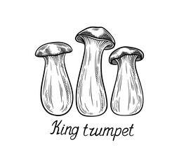 Hand drawn mushroom concept. Minimalistic sketch of king trumpet. Natural and organic product. Autumn and fall season food and eating. Linear flat vector illustration isolated on white background