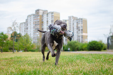 Portrait of cute big gray pitbull dog playing with rope toy. Playful happy crazy american pit bull...