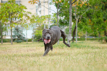 Portrait of cute big gray pitbull dog. American pit bull terrier
