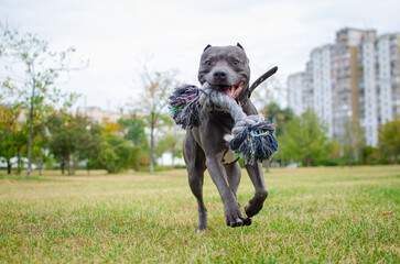 Portrait of cute big gray pitbull dog playing with rope toy. Playful happy crazy american pit bull terrier