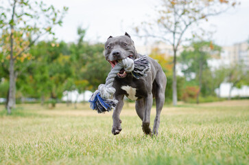 Portrait of cute big gray pitbull dog playing with rope toy. Playful happy crazy american pit bull...