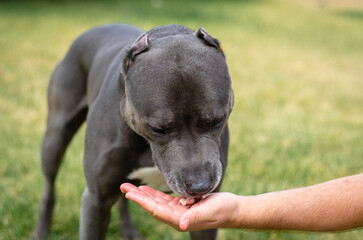 Portrait of cute big gray pitbull dog is eating raw chichen hearts meat. American pit bull terrier having lunch from humans owners hands