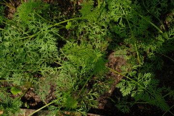 Close-up of green carrot seedlings growing in the garden