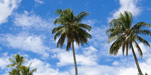 Obraz premium palm trees against blue sky