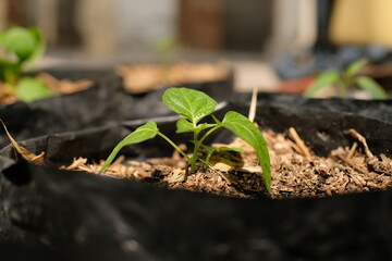 A young green pepper plant growing in a black plastic pot