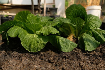lettuce plant in the garden, Chinese cabbage in the vegetable garden