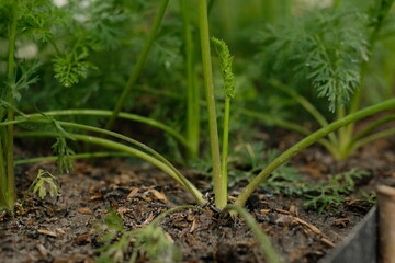 Close-up of green carrot seedlings growing in the garden