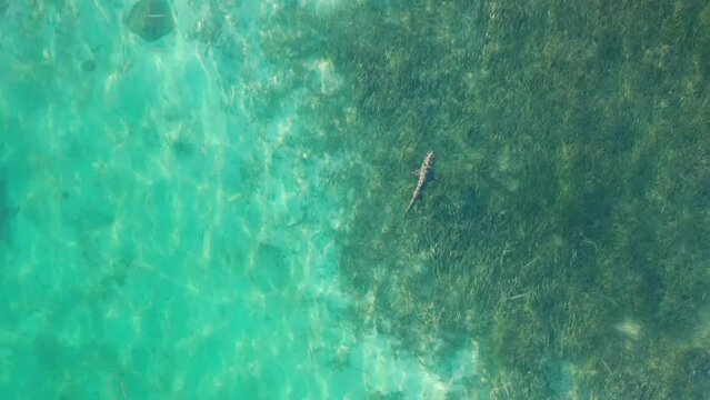 High angle view of fish in clear turquoise water along shore. Sharks and stingrays in sea wildlife. Florida Keys, USA