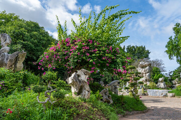 A beautiful, colorful bougainvillea tree grows in a city park on a lawn among large stones against a background of a blue sky with white clouds
