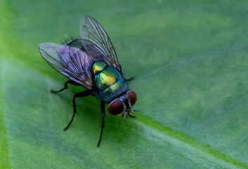 House Fly, Flesh Fly or Meat Fly Sarcophagidae Parasite Insect Pest on green leaves.